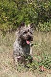 CAIRN TERRIER 050